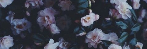 CrimsonGrove's profile banner image