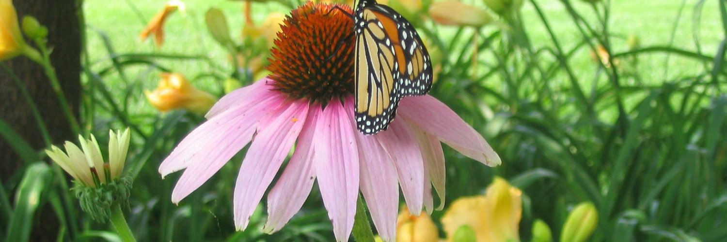 margofieseler's profile banner image