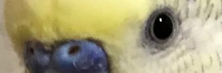 kuniko0u0's profile banner image