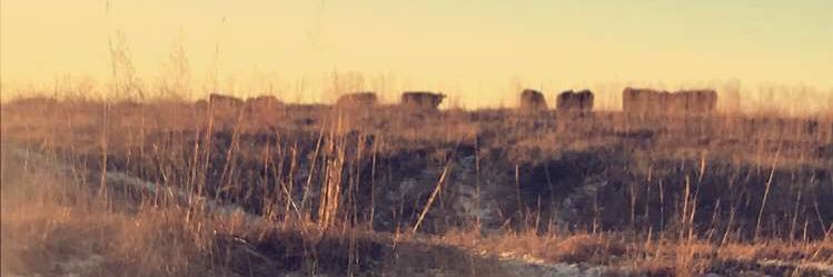 macailaona's profile banner image