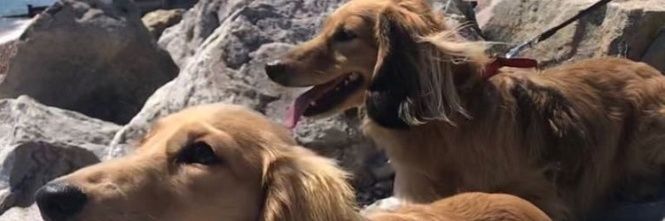 David Hillbilly banner