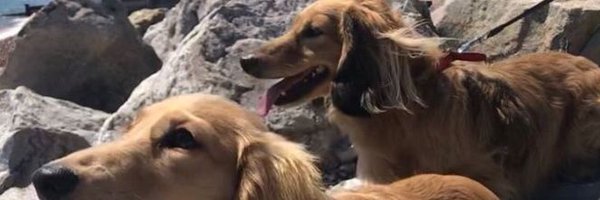 Dandined Profile Banner