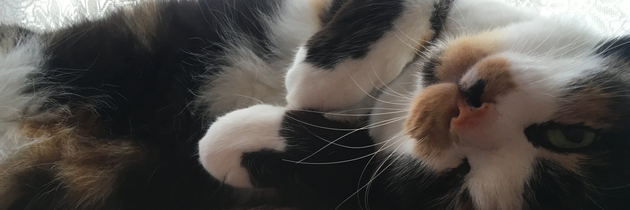 monulin2's profile banner image