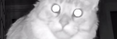 wisdominthecage banner