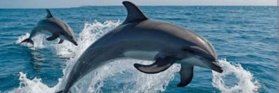 DOLPHIN.......🐬 banner