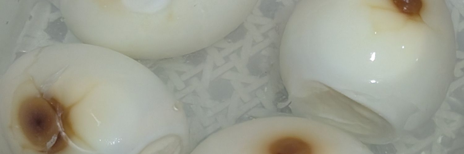 Fideh 👑 banner