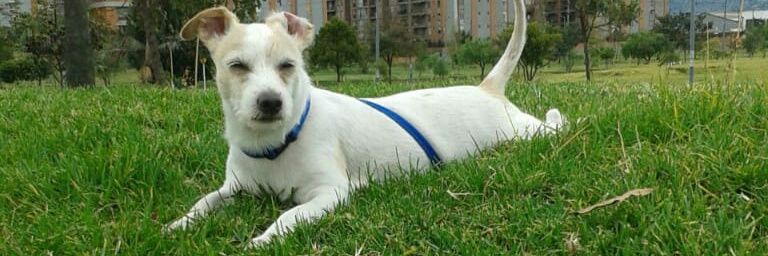 Marcela Acero banner