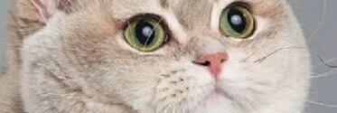 SirLarryDuels's profile banner image