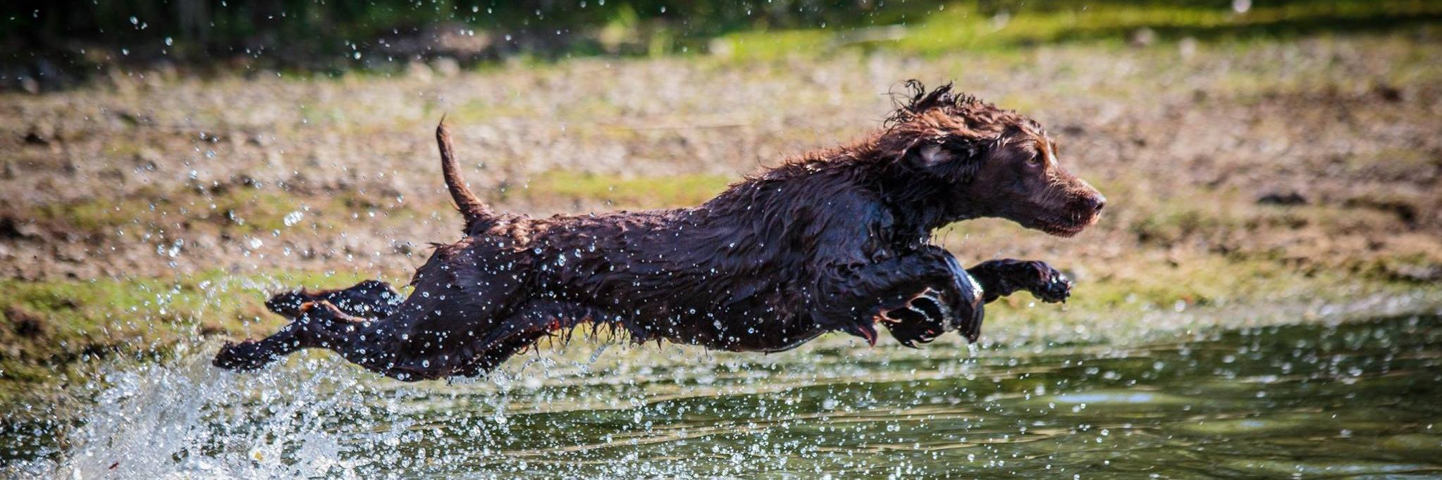 Rachel Hawley banner