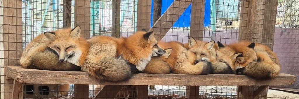 okitsune99's profile banner image