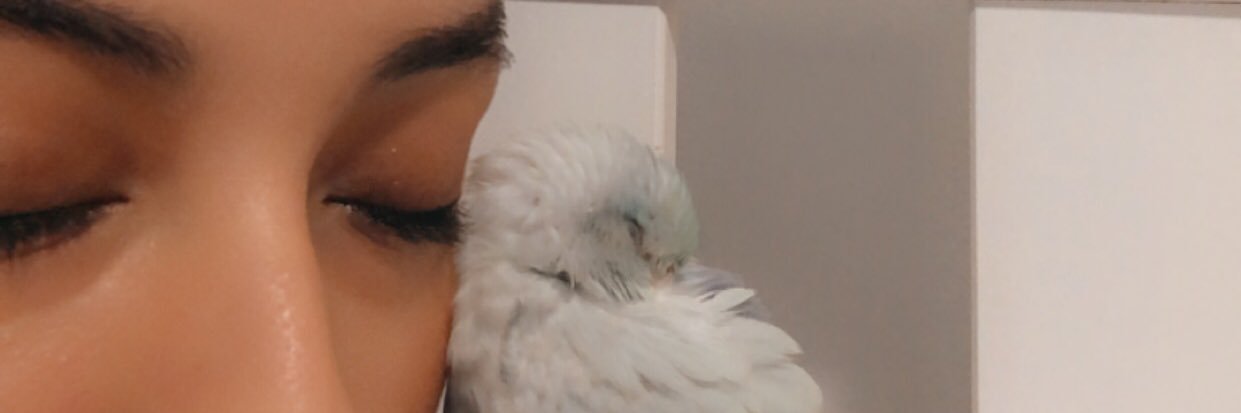StephVLemos's profile banner image