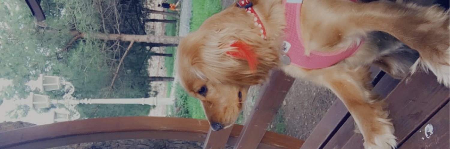 salca's profile banner image