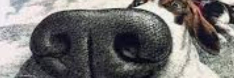 booty_gain's profile banner image