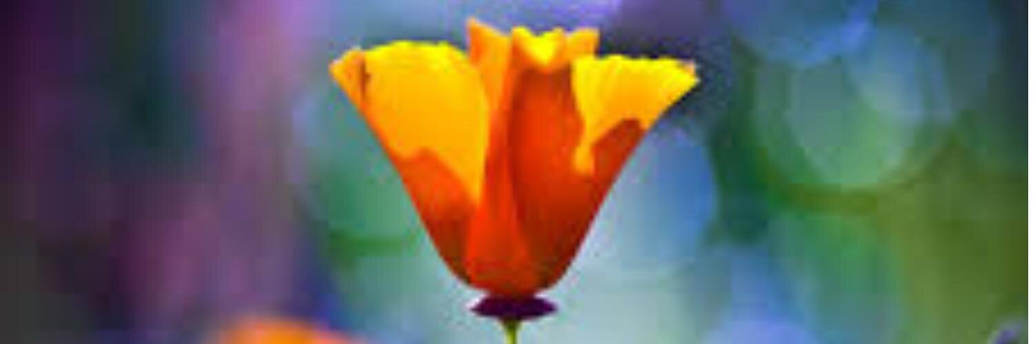 Poppy Cynthia Louw banner