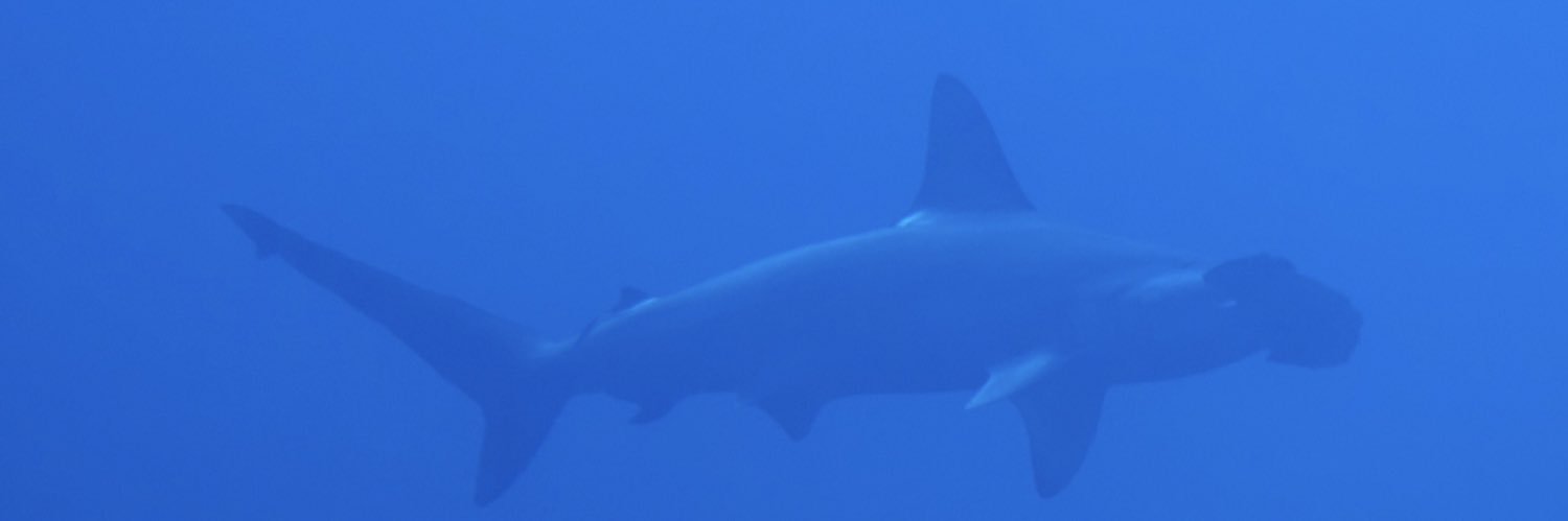zdrlynn's profile banner image