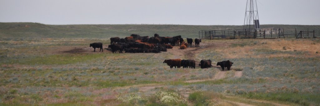 Dr. Dannele Peck banner