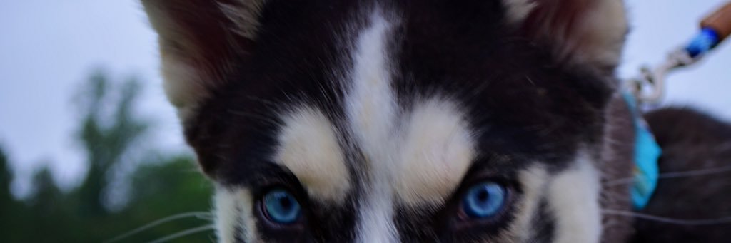 Flashy_MLG's profile banner image