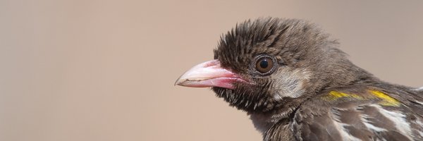 domcram Profile Banner