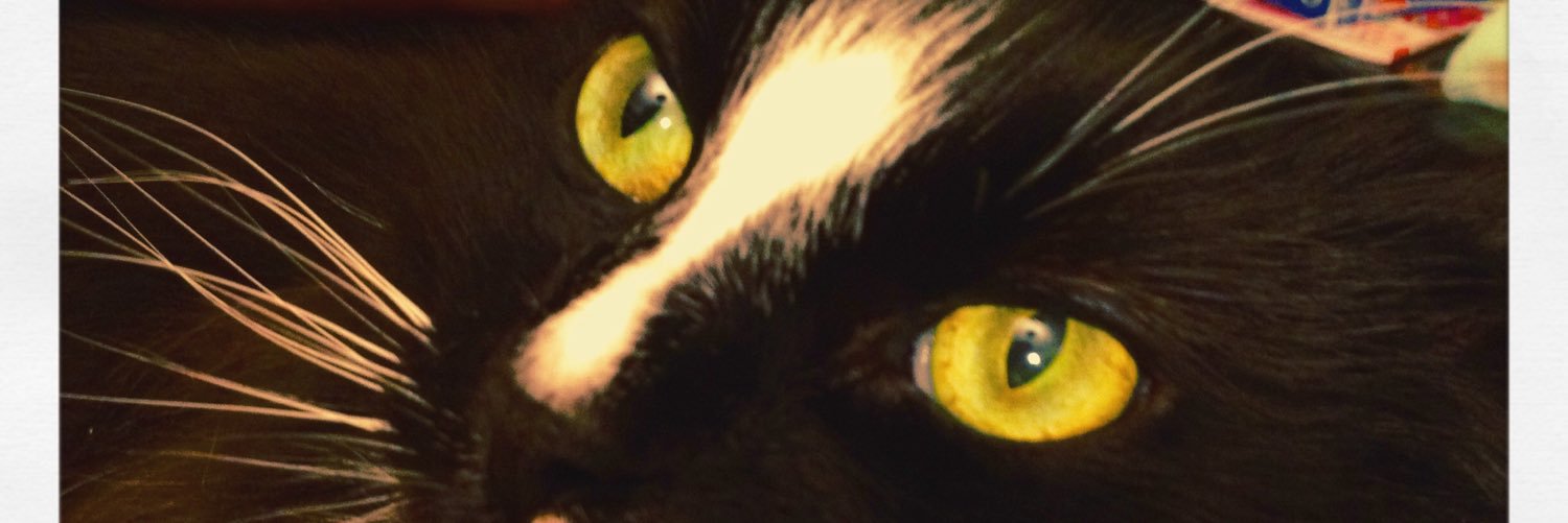 SpaghettiBobcat's profile banner image
