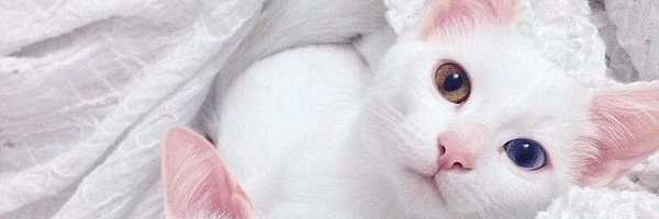 BitscaleLabs Profile Banner