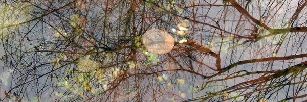 homeopath Profile Banner