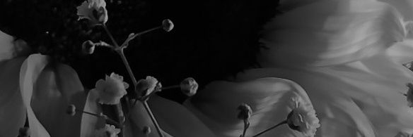 anitxss's profile banner image