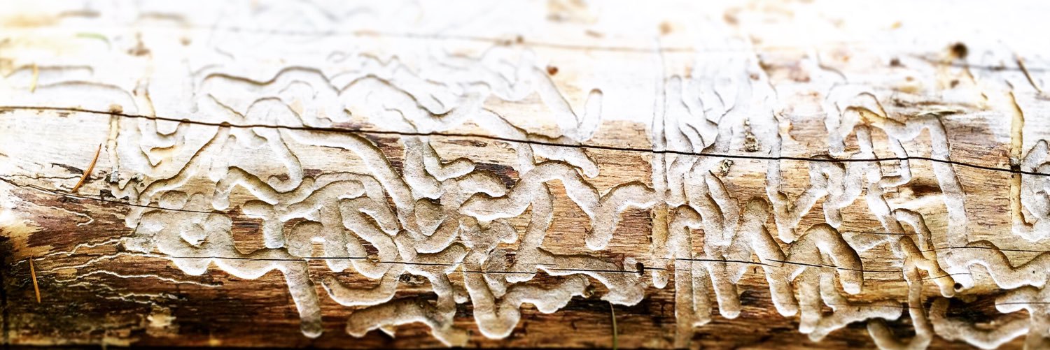 joelcannon's profile banner image