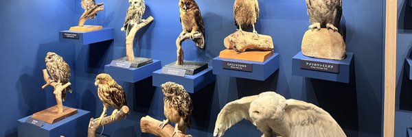 lingzhao__ Profile Banner