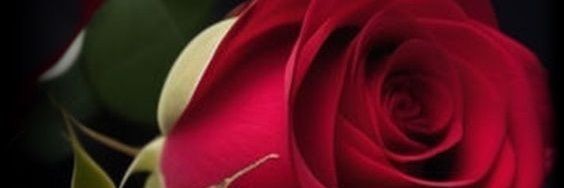 JaquelineR5280's profile banner image