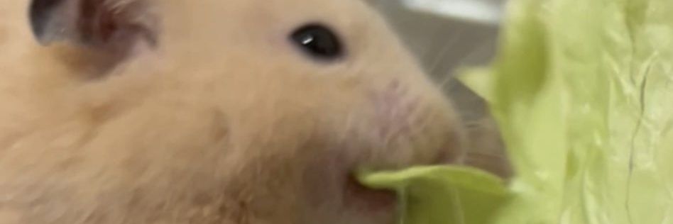 yo banner