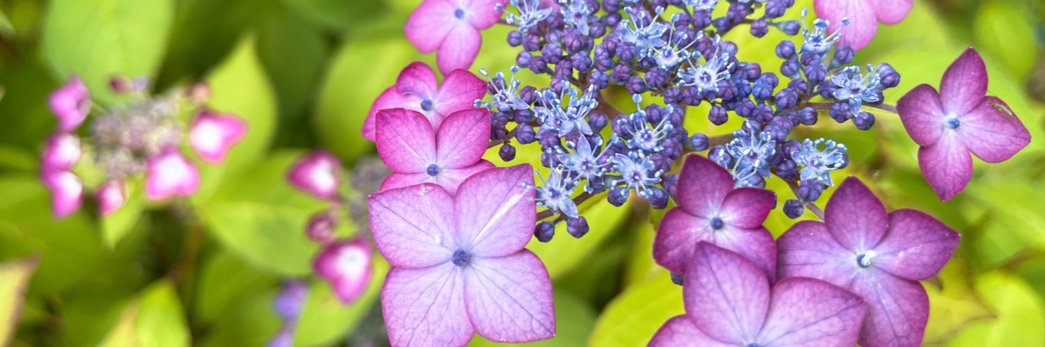 まめっち◡̈ banner