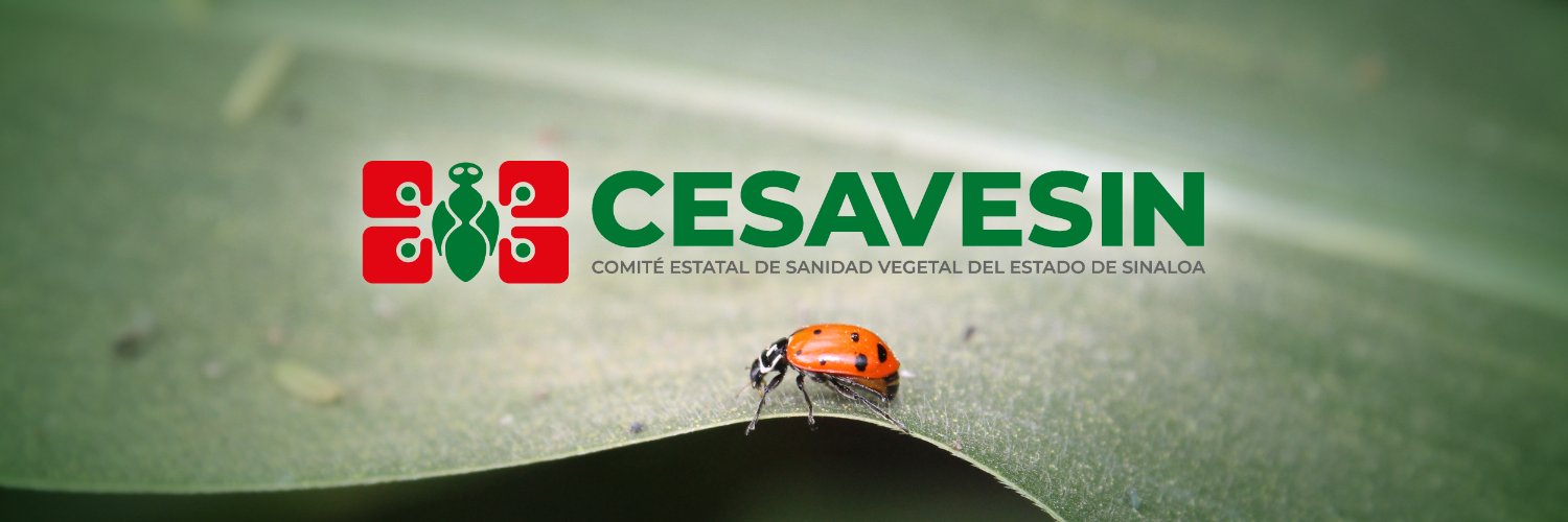 Cesavesin's profile banner image