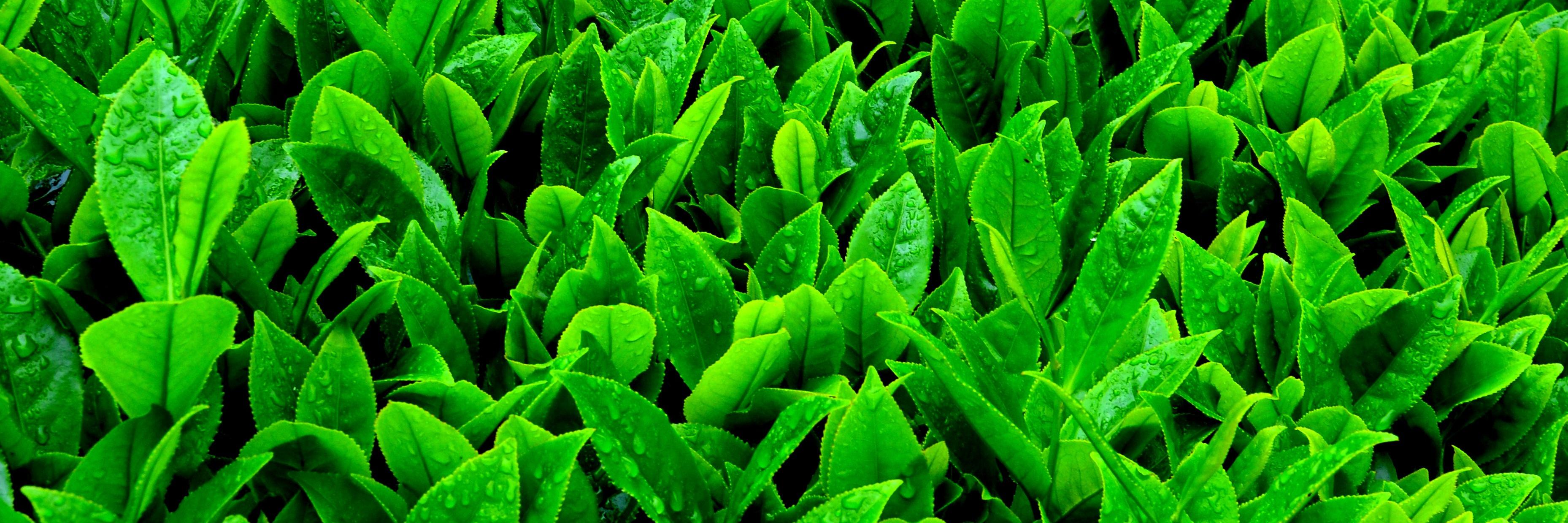 biotee's profile banner image