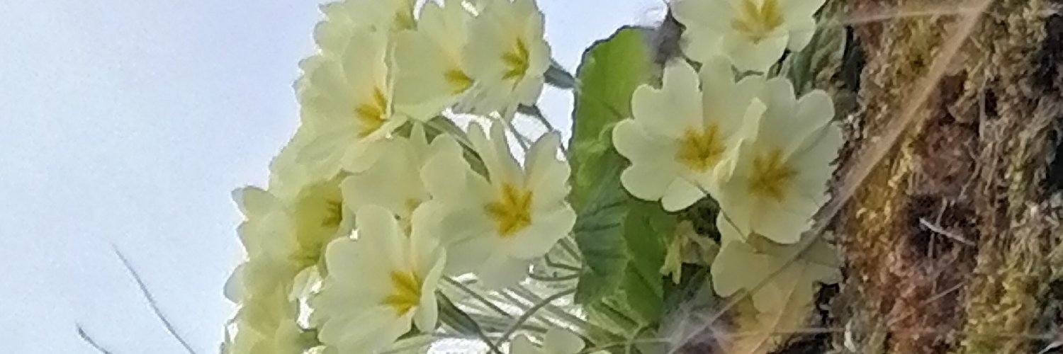 nathfoi's profile banner image