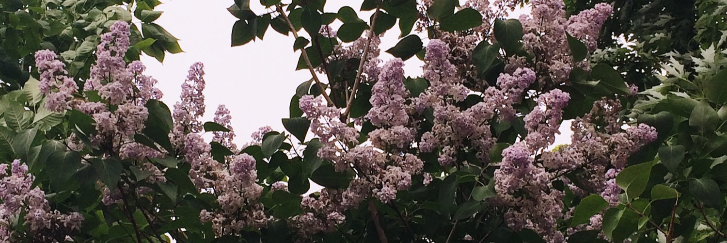 maddyfava's profile banner image