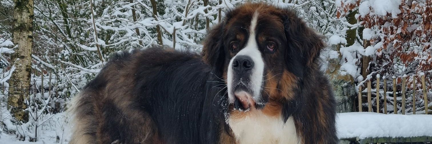 Remco 🇳🇱 banner