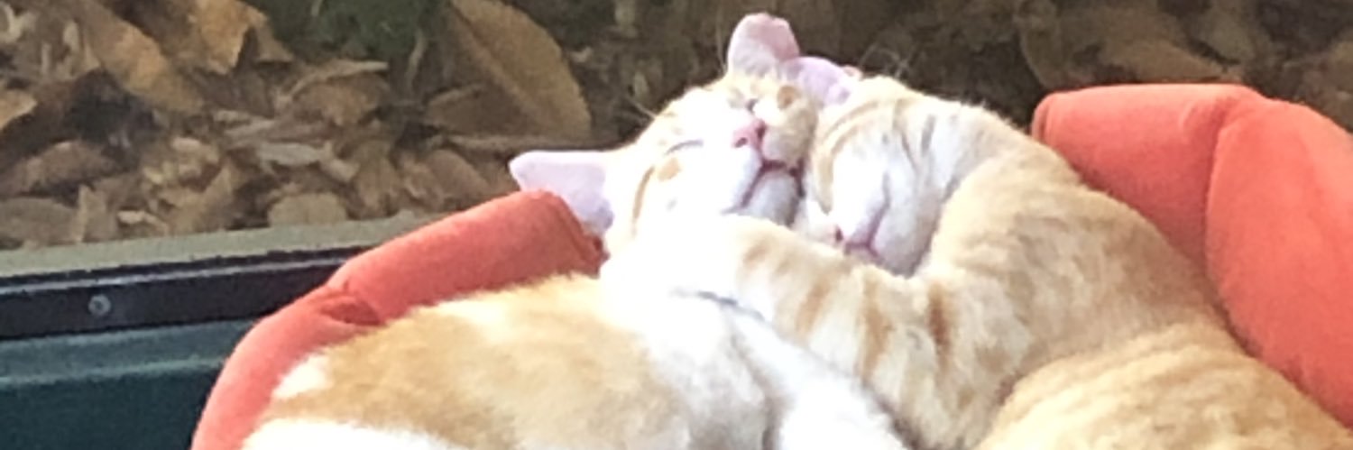 danafrancislive's profile banner image