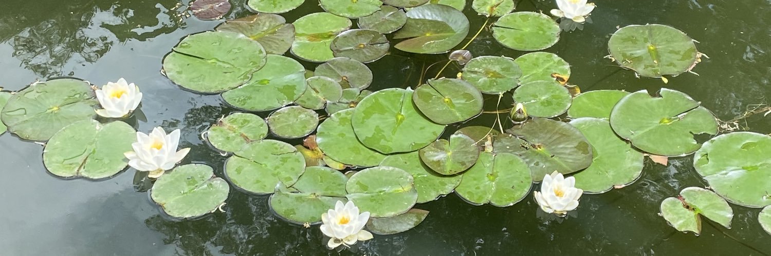 raz🌺🌻🪷🌸🥀 banner