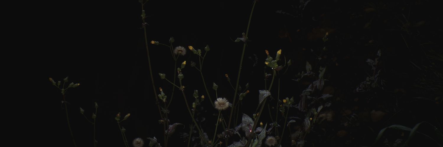 bianca banner