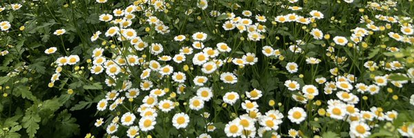 just_stphen Profile Banner