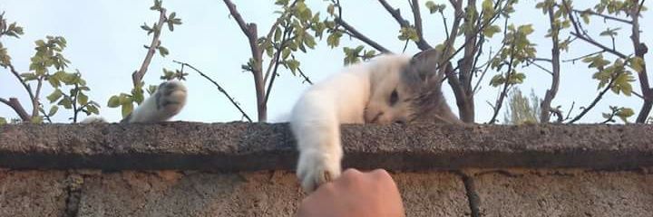 _petcher's profile banner image