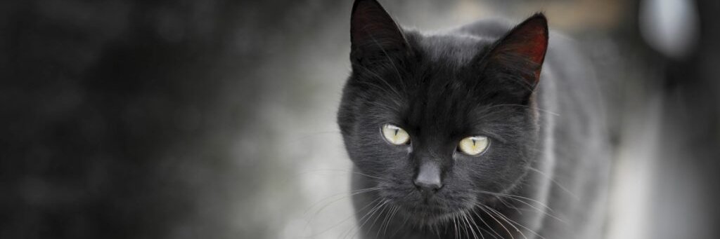 Cees Oosterom banner