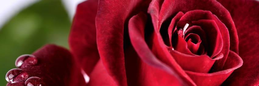 friendcapri's profile banner image