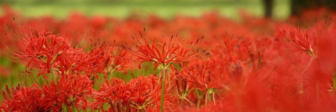 ゼロ＠最高の1枚を求めて banner