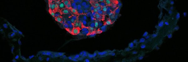 harvardstemcell Profile Banner