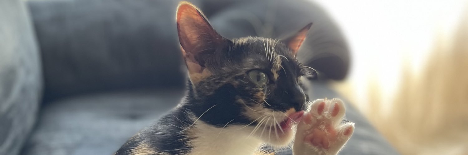 AmyONYC's profile banner image
