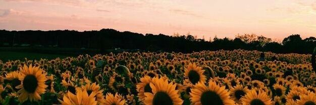 ireneeRR's profile banner image