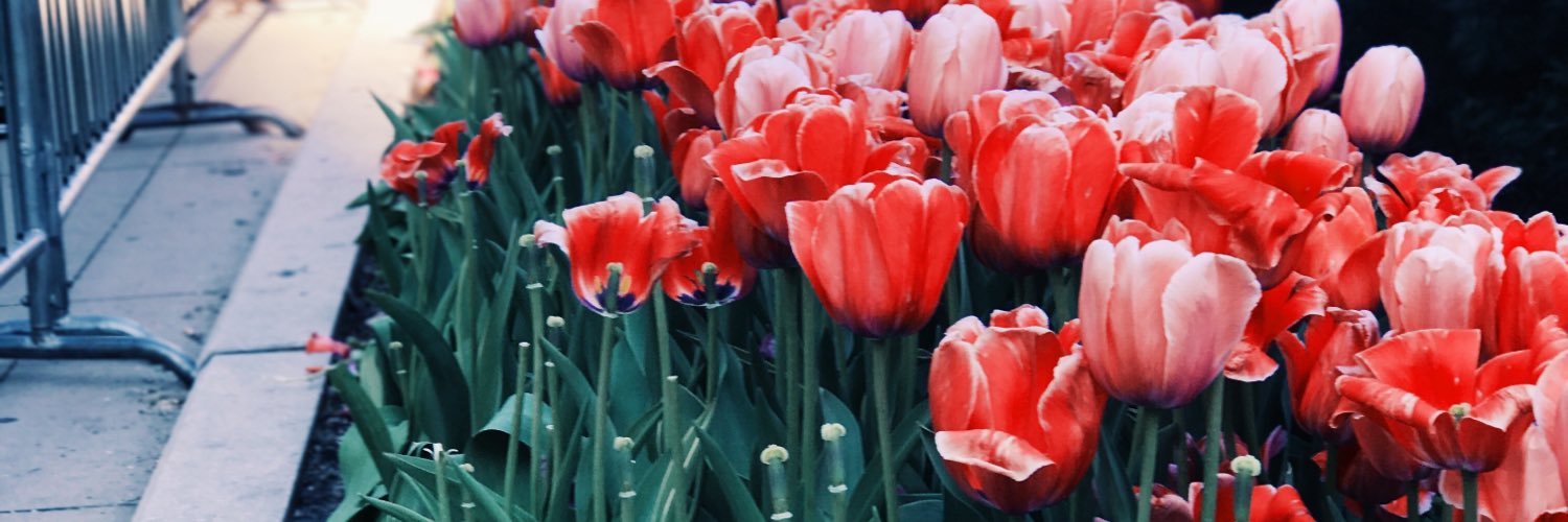 paulamaureen's profile banner image
