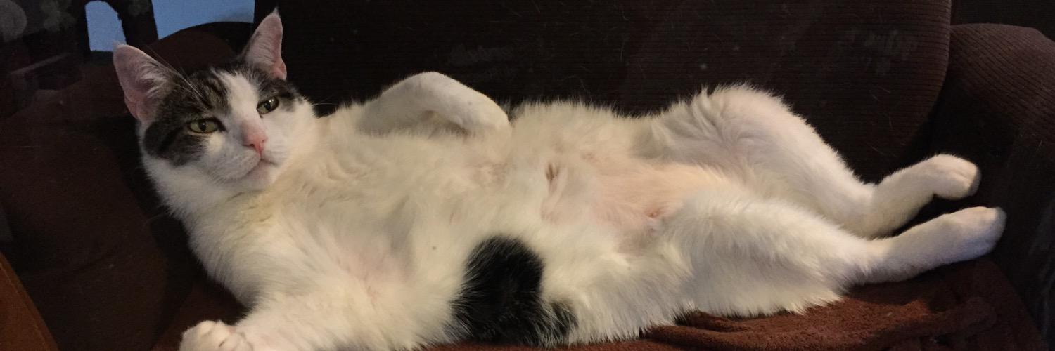 Riverwalkpets's profile banner image