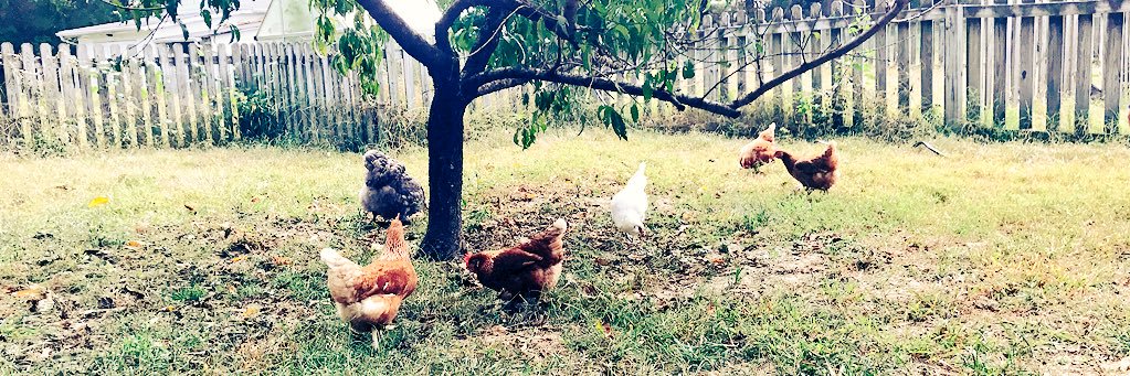 Robyn Thompson banner